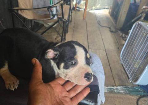 6 American bully puppies for sale