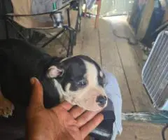 6 American bully puppies for sale