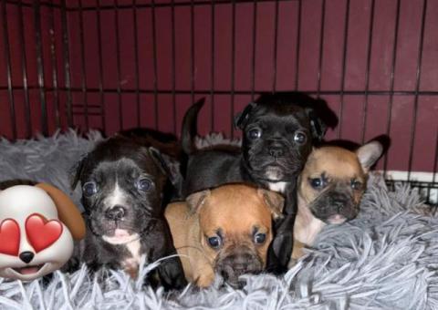 Frenchie Pug mix puppy