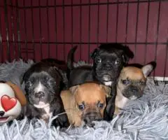 Frenchie Pug mix puppy