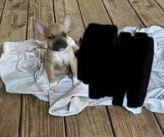 Frenchie Pug mix puppy