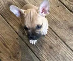 Frenchie Pug mix puppy