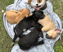 Frenchie Pug mix puppy