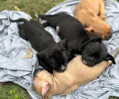Frenchie Pug mix puppy