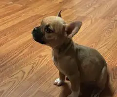 Frenchie Pug mix puppy