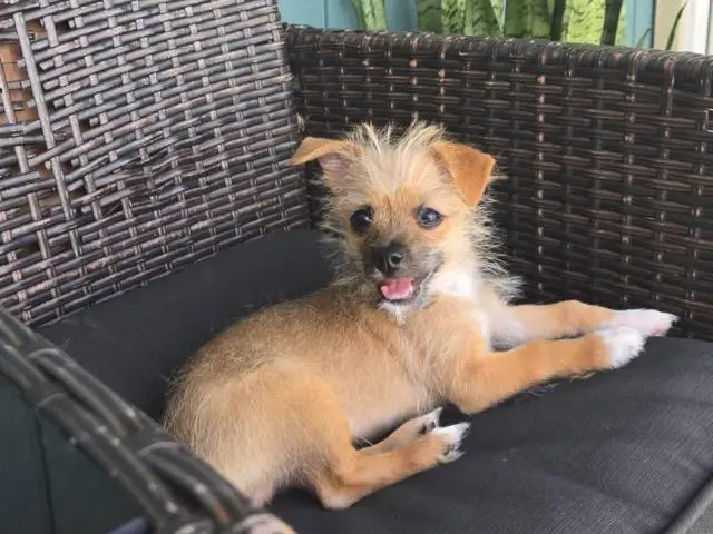 Young Male Chiweenie puppy