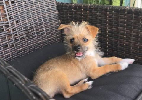 Young Male Chiweenie puppy