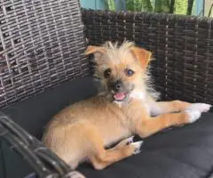 Young Male Chiweenie puppy