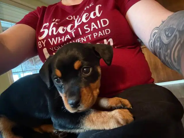 6 Full-blooded Rottweiler puppies for sale
