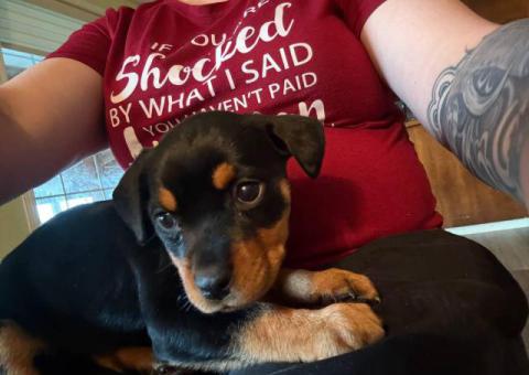 6 Full-blooded Rottweiler puppies for sale