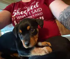 6 Full-blooded Rottweiler puppies for sale
