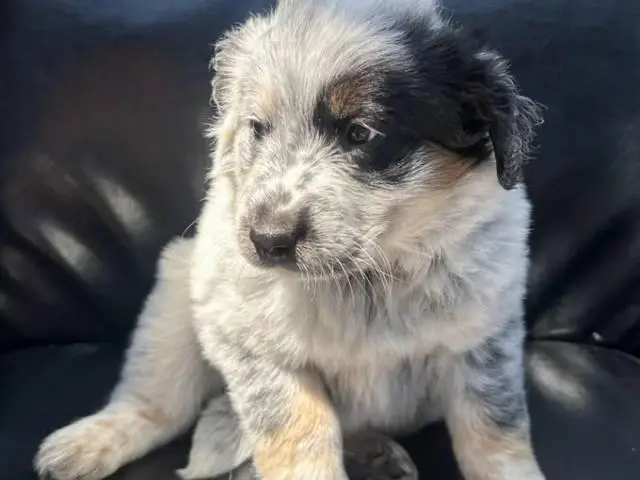 4 Purebred Blue Heeler puppies for sale