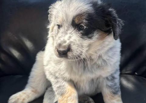 4 Purebred Blue Heeler puppies for sale
