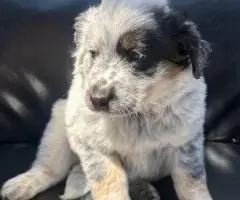 4 Purebred Blue Heeler puppies for sale