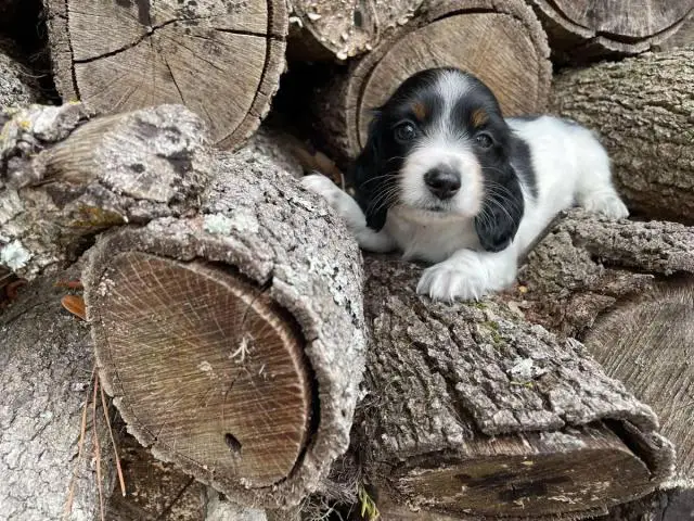 3 Mini Dachshund puppies ready for their new homes
