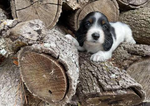3 Mini Dachshund puppies ready for their new homes