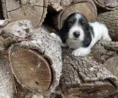 3 Mini Dachshund puppies ready for their new homes