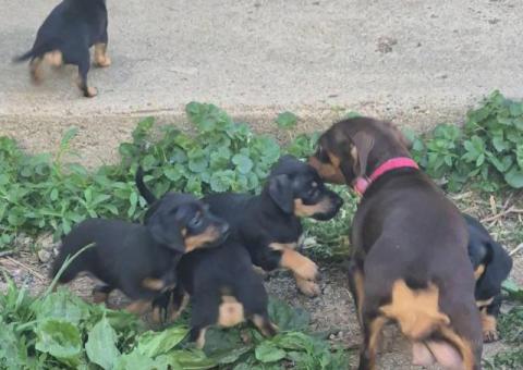 4 sweet Chiweenie puppies left