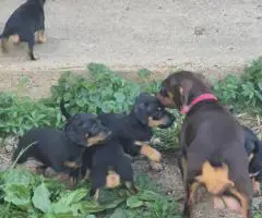 4 sweet Chiweenie puppies left