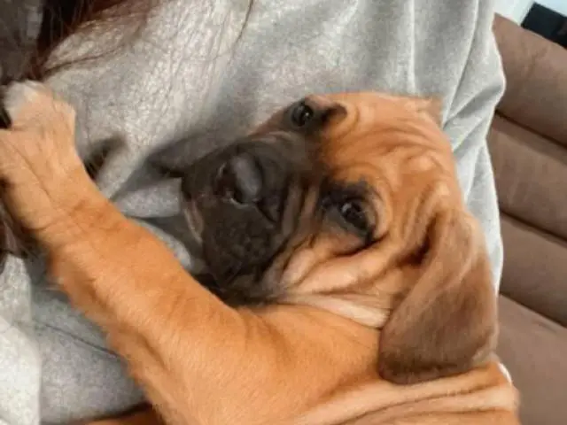 Friendly Cane Corso Puppies for Sale
