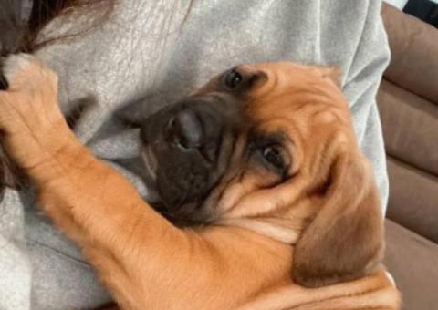 Friendly Cane Corso Puppies for Sale