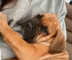 Friendly Cane Corso Puppies for Sale