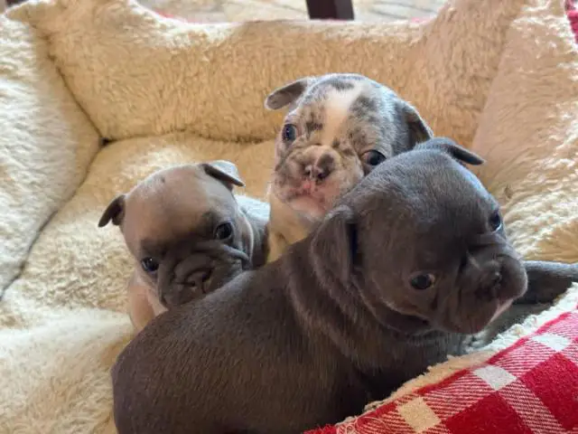 Frenchie x Boston terrier puppies for sale