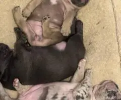 Frenchie x Boston terrier puppies for sale
