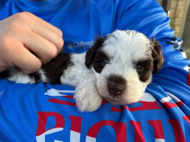 Mini Schnauzer babies