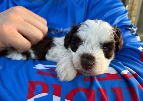 Mini Schnauzer babies