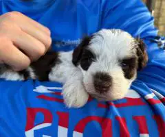 Mini Schnauzer babies
