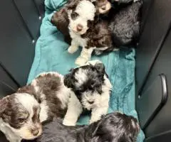 Mini Schnauzer babies