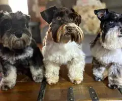 Mini Schnauzer babies