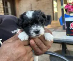 Mini Schnauzer babies