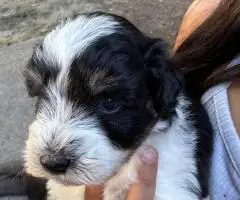 Mini Schnauzer babies