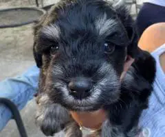 Mini Schnauzer babies