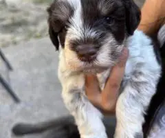 Mini Schnauzer babies