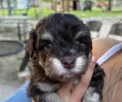 Mini Schnauzer babies