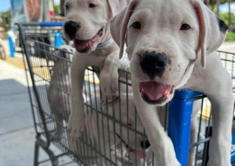 2 Dogo Argentino puppies available