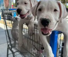 2 Dogo Argentino puppies available