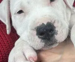 2 Dogo Argentino puppies available