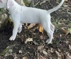 2 Dogo Argentino puppies available