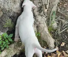 2 Dogo Argentino puppies available