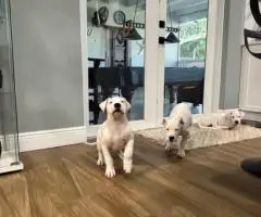 2 Dogo Argentino puppies available