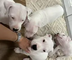 2 Dogo Argentino puppies available