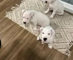 2 Dogo Argentino puppies available