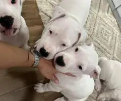 2 Dogo Argentino puppies available