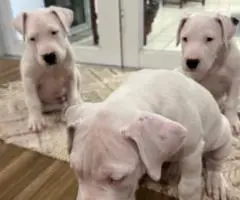 2 Dogo Argentino puppies available