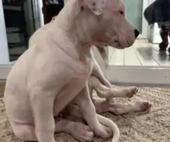2 Dogo Argentino puppies available