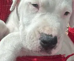 2 Dogo Argentino puppies available